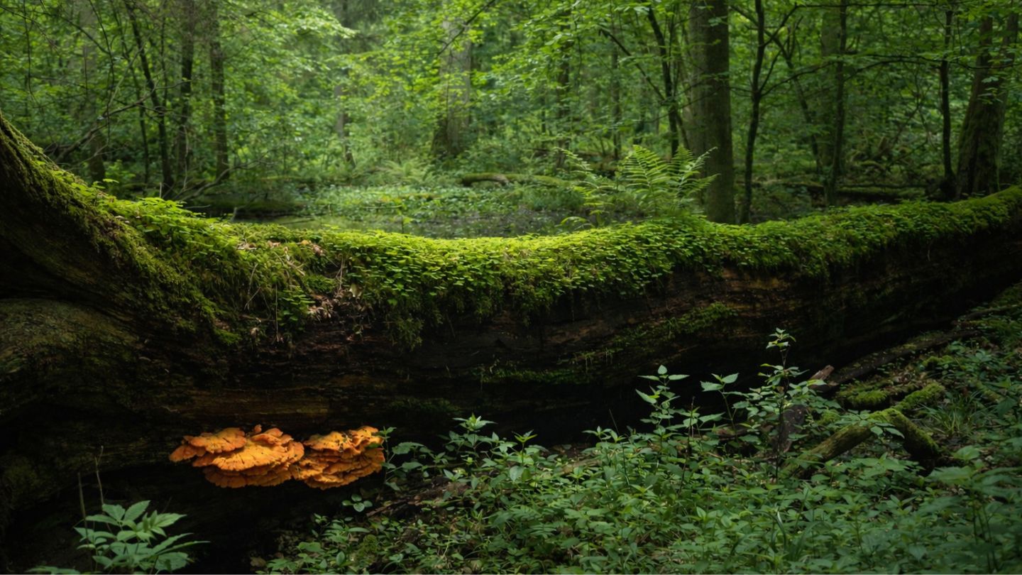 Białowieża National Park